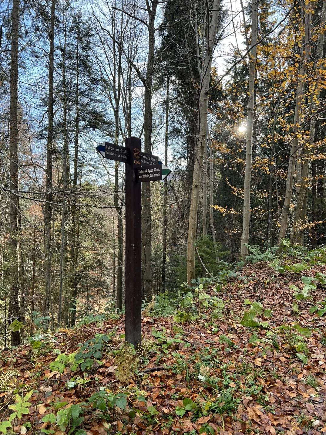 SOTA — Kudłoń
