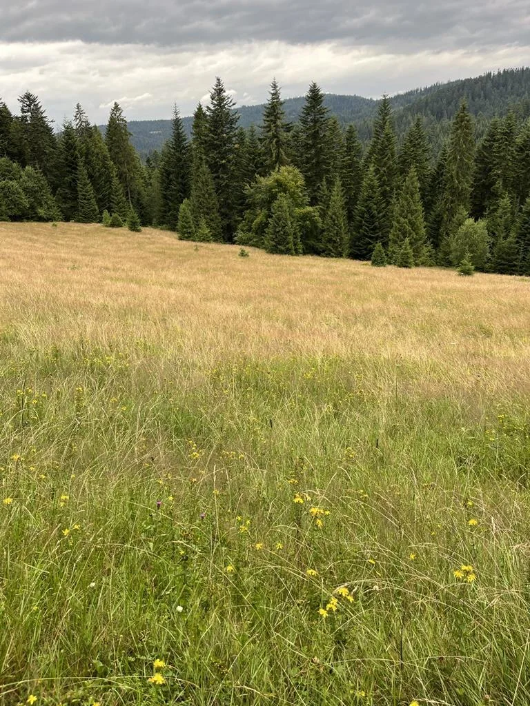 SOTA — Turbacz